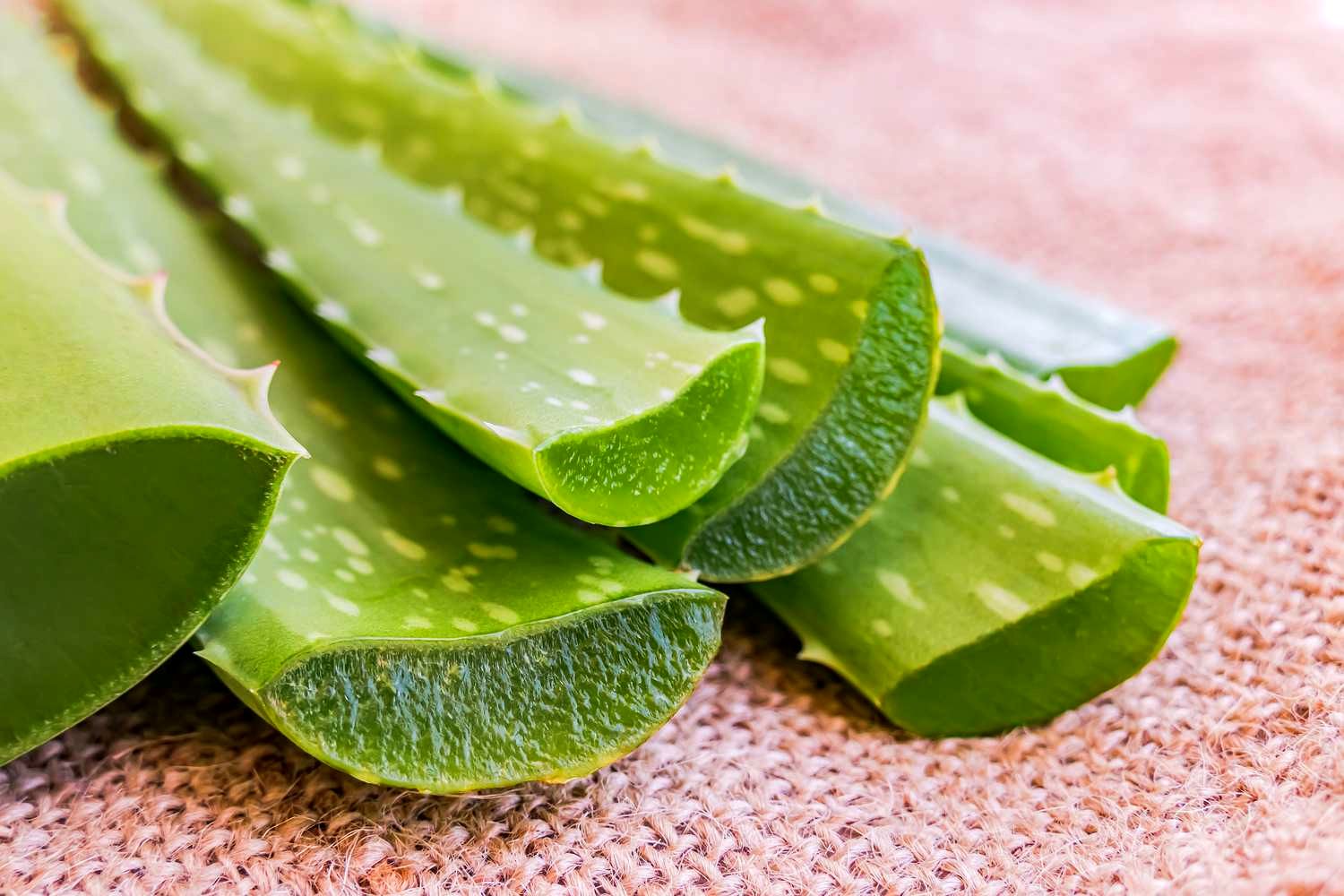 خواص شگفت‌انگیز آلوئه‌ورا برای سلامتی